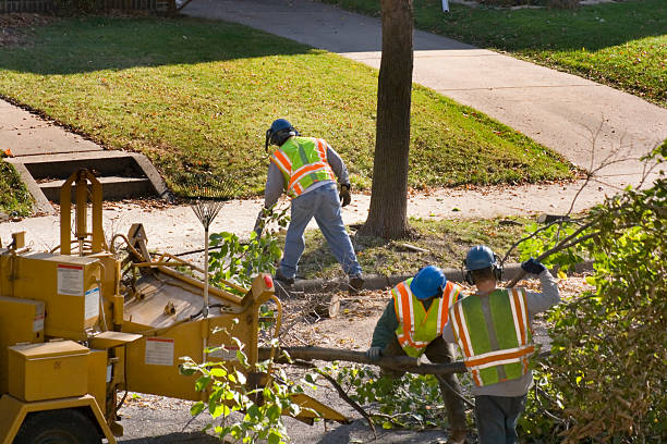 Best Tree Care Services  in Clear Lake, SD